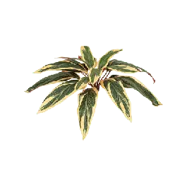 Caladium - kunstplant - Laatste dagen