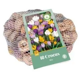 Dagdeal | Crocus Mix
