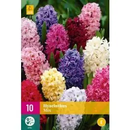 Voordelig | Hyacinthus Mix