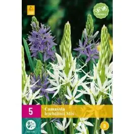 Camassia leichtlinii mix - 5 stuks | Pak je kans
