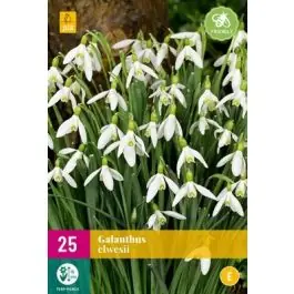 Net binnen | Galanthus Elwesii - 25 stuks