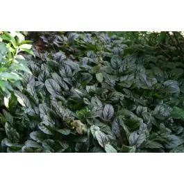 Ajuga Braunherz | Populair bij klanten