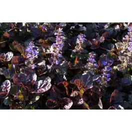 Ajuga Black Scallop - Spoedlevering