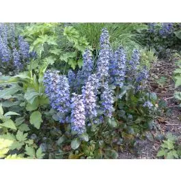 Ajuga Catlin‘s Giant | Direct bestellen