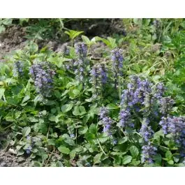 Ajuga reptans | Veel voordeel