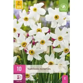 Narcissus Recurvus - 10 stuks - Rechtstreeks van de fabrikant