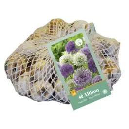 Scherpe prijs - Allium Paars & Wit - 40 stuks