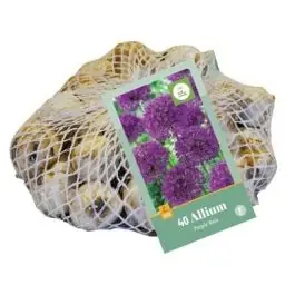 Beste prijs | Allium Purple Rain - 40 stuks