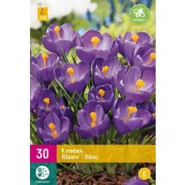 Crocus Blauw - 30 stuks | Deal