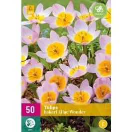 Topproduct - Tulipa Lilac Wonder - 50 stuks
