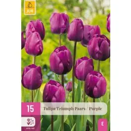 Bespaar meer | Tulipa Triumph Paars - 15 stuks