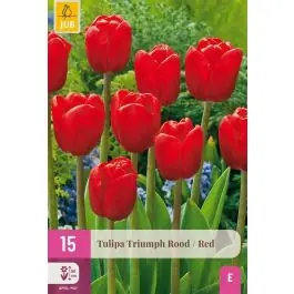 Koopje - Tulipa Triumph Rood - 15 stuks