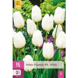 Tulipa Triumph Wit - 15 stuks - Op voorraad