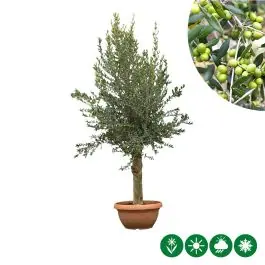 Olea europaea - decoschaal | Verlaagde prijs