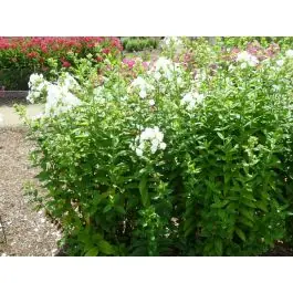 Phlox White Admiral | Premiumkwaliteit