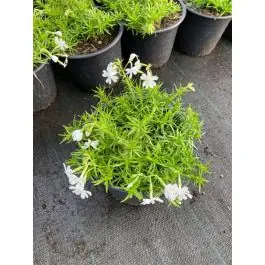 Topkwaliteit - Phlox White Delight