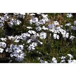 Outlet - Phlox Bavaria