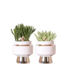 Op voorraad | Rhipsalis in Luxueus Duo zilver