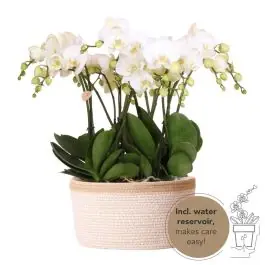 Zojuist toegevoegd | Orchideeënmand Katoen wit
