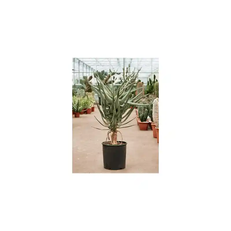 Aloë dichotoma | Bestseller