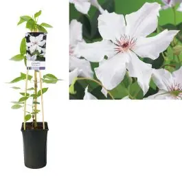 Veel voordeel | Clematis Snow Queen