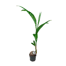 Flitsaanbieding - Cocos nucifera