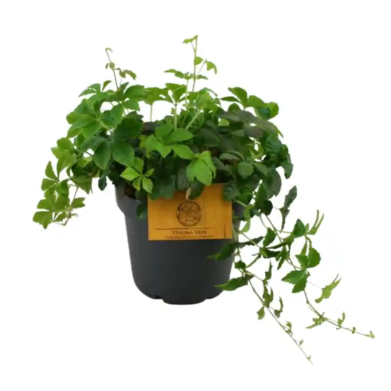 Parthenocissus striata - Op voorraad