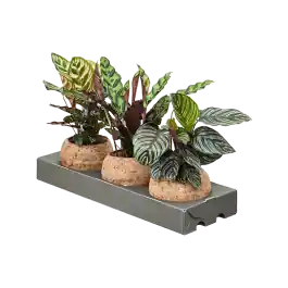 Net toegevoegd | Kokodama Calathea (set van 3)