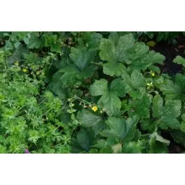 Outlet | Waldsteinia geoides