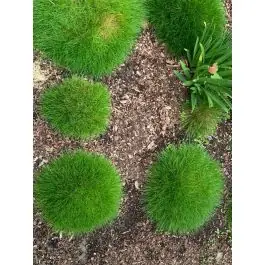 Festuca gautieri - Nieuw in de shop
