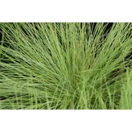 Opruiming - Festuca Golden Toupee
