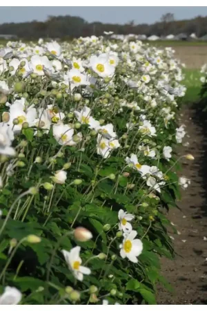 Aanrader - Anemone Honorine Jobert