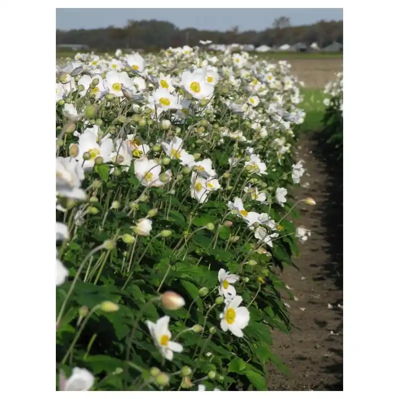 Aanrader - Anemone Honorine Jobert