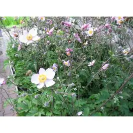 Veilig winkelen | Anemone Hadspen Abundance