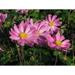 Anemone Prinz Heinrich | Bestel vandaag