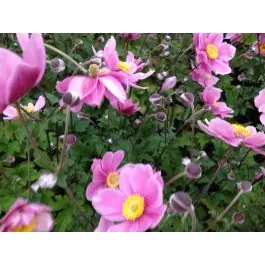 Shop nu - Anemone Serenade
