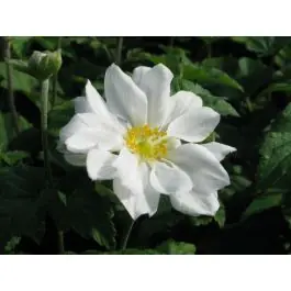 Goed beoordeeld | Anemone Whirlwind