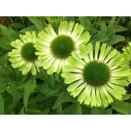 Echinacea Green Jewel | Rechtstreeks uit de fabriek