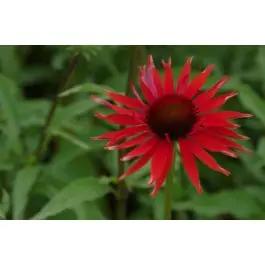 Fabrieksprijs | Echinacea Hot Lava