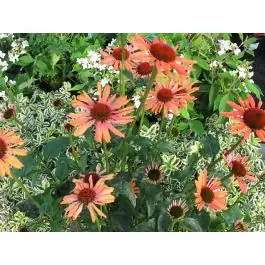 Echinacea Sundown | Nog enkele stuks