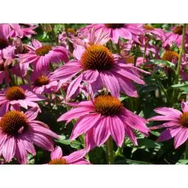 Klaar voor verzending | Echinacea Powwow Wild Berry