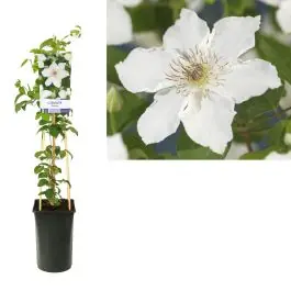 Beperkte voorraad - Clematis Destiny