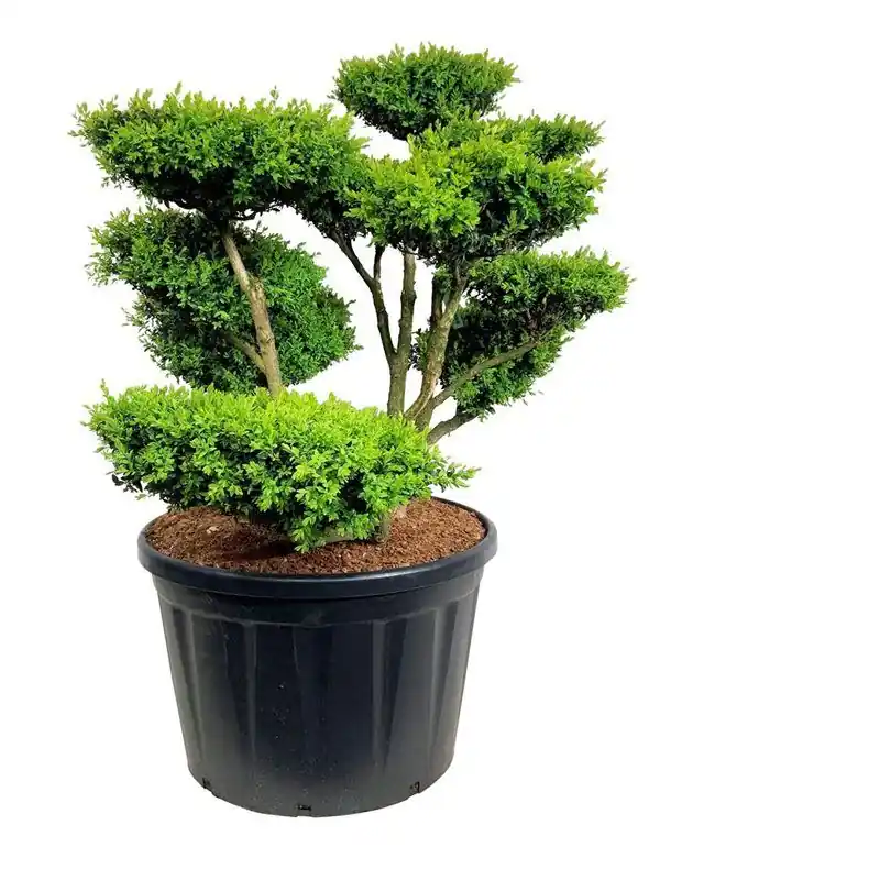 Buxus sempervirens - bonsai - Flitsaanbieding
