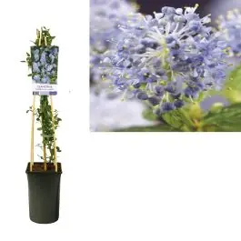 Professionele kwaliteit - Ceanothus Repens