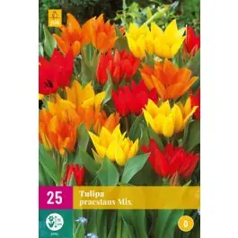 Tulipa Praestans Mix | Expreslevering
