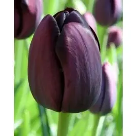 Veilig winkelen | Tulipa Queen of Night - 100 stuks