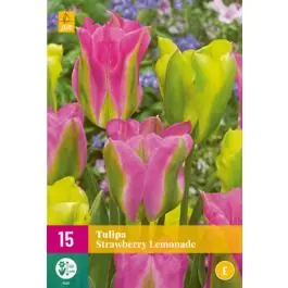 Tulipa Strawberry Lemonade | Bijna uitverkocht