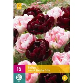 Tulipa Sweet Desire Mix | Veel gevraagd