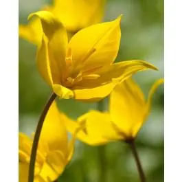 Tulipa sylvestris - 100 stuks | Direct bestellen