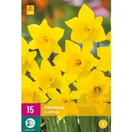 Beperkte voorraad | Narcissus Carlton - 15 stuks